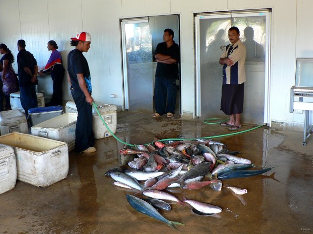 72- Le marche aux poissons de Neiafu 